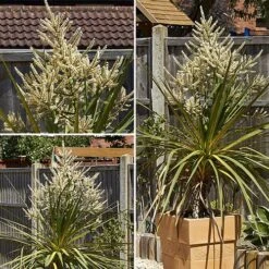 Pair Of Cordyline Australis -Yougarden Shop 680033 4