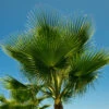 Cotton Palm Washingtonia Robusta -Yougarden Shop 680048