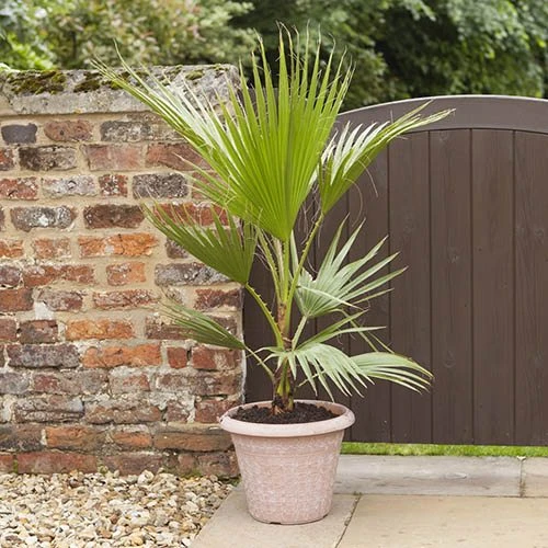 Cotton Palm Washingtonia Robusta 4 Cotton Palm Washingtonia Robusta - Image 2