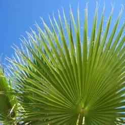 Cotton Palm Washingtonia Robusta 15 Cotton Palm Washingtonia Robusta -Yougarden Shop 680048 4