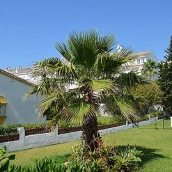 Cotton Palm Washingtonia Robusta 17 Cotton Palm Washingtonia Robusta -Yougarden Shop 680048 6