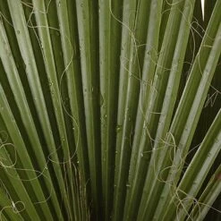 Cotton Palm Washingtonia Robusta 18 Cotton Palm Washingtonia Robusta -Yougarden Shop 680048 7