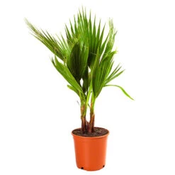 Cotton Palm Washingtonia Robusta 19 Cotton Palm Washingtonia Robusta -Yougarden Shop 680048 8