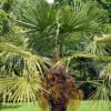 Hardy Fan Palm Trachycarpus Fortunei -Yougarden Shop 680063