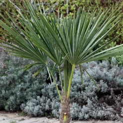 Hardy Fan Palm Trachycarpus Fortunei 10 Hardy Fan Palm Trachycarpus Fortunei -Yougarden Shop 680063 2