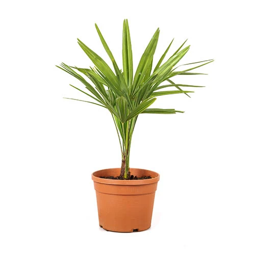 Hardy Fan Palm Trachycarpus Fortunei 7 Hardy Fan Palm Trachycarpus Fortunei - Image 5