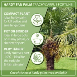 Hardy Fan Palm Trachycarpus Fortunei 13 Hardy Fan Palm Trachycarpus Fortunei -Yougarden Shop 680063 5