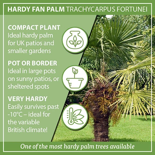 Hardy Fan Palm Trachycarpus Fortunei 8 Hardy Fan Palm Trachycarpus Fortunei - Image 6