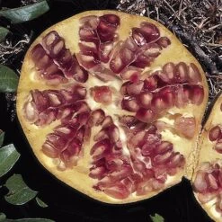 Hardy Pomegranate Bush -Yougarden Shop 680066 2