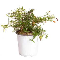 Hardy Pomegranate Bush -Yougarden Shop 680066 4