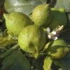 Large 'Bearss' Lime Tree -Yougarden Shop 680068