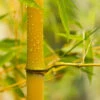 Yellow Bamboo Phyllostachys Aureosulcata -Yougarden Shop 680074