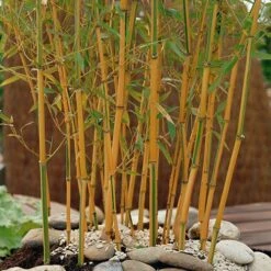 Yellow Bamboo Phyllostachys Aureosulcata 15 Yellow Bamboo Phyllostachys Aureosulcata -Yougarden Shop 680074 5