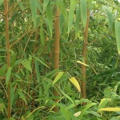Yellow Bamboo Phyllostachys Aureosulcata 16 Yellow Bamboo Phyllostachys Aureosulcata -Yougarden Shop 680074 6