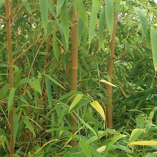 Yellow Bamboo Phyllostachys Aureosulcata 9 Yellow Bamboo Phyllostachys Aureosulcata - Image 7