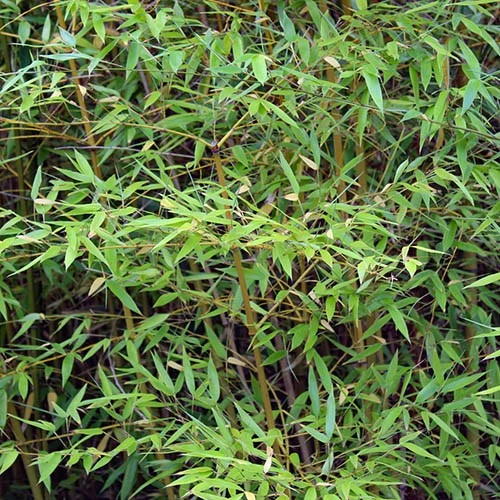 Yellow Bamboo Phyllostachys Aureosulcata 10 Yellow Bamboo Phyllostachys Aureosulcata - Image 8