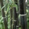 Black Bamboo Phyllostachys Nigra 2 Black Bamboo Phyllostachys Nigra -Yougarden Shop 680075