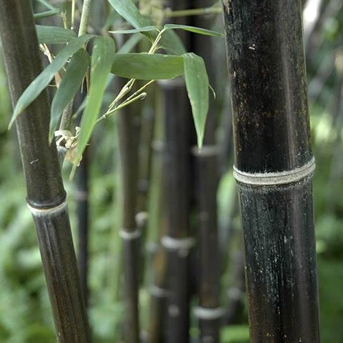 Black Bamboo Phyllostachys Nigra 3 Black Bamboo Phyllostachys Nigra