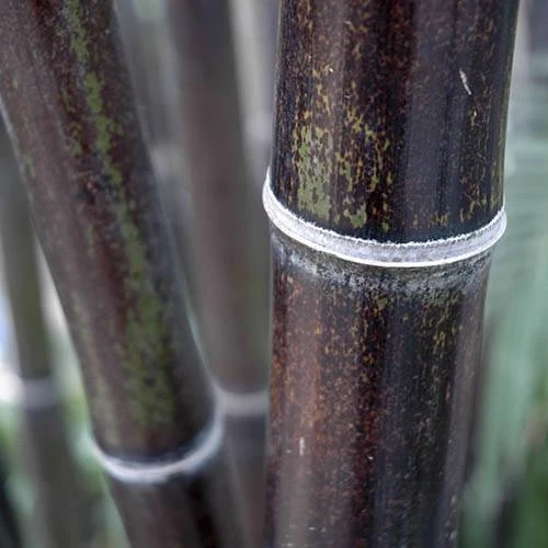 Black Bamboo Phyllostachys Nigra 4 Black Bamboo Phyllostachys Nigra - Image 2