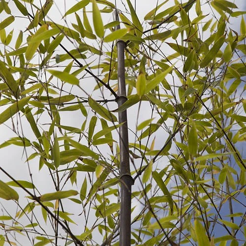 Black Bamboo Phyllostachys Nigra 5 Black Bamboo Phyllostachys Nigra - Image 3