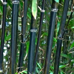 Black Bamboo Phyllostachys Nigra 12 Black Bamboo Phyllostachys Nigra -Yougarden Shop 680075 3