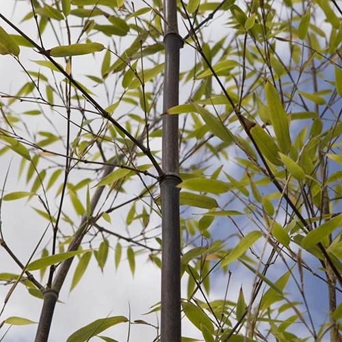 Black Bamboo Phyllostachys Nigra 8 Black Bamboo Phyllostachys Nigra - Image 6