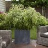 Fountain Bamboo Fargesia Rufa -Yougarden Shop 680086