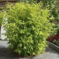 Fountain Bamboo Fargesia Rufa -Yougarden Shop 680086 2