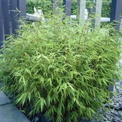 Fountain Bamboo Fargesia Rufa -Yougarden Shop 680086 3
