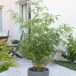 Fountain Bamboo Fargesia Rufa -Yougarden Shop 680086 4