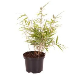 Fountain Bamboo Fargesia Rufa -Yougarden Shop 680086 5