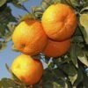 Pair Of Large Orange Trees 2 Pair Of Large Orange Trees -Yougarden Shop 680091