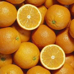 Pair Of Large Orange Trees -Yougarden Shop 680091 3