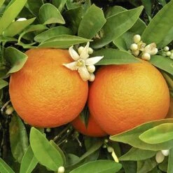 Pair Of Large Orange Trees -Yougarden Shop 680091 4