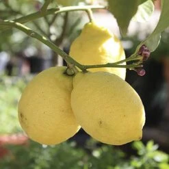 Pair Of Large Lemon Trees -Yougarden Shop 680092 3