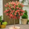 Callistemon 'Bottlebrush' -Yougarden Shop 680093