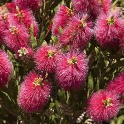 Callistemon 'Bottlebrush' -Yougarden Shop 680093 1
