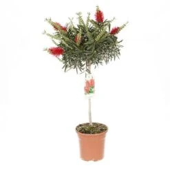 Callistemon 'Bottlebrush' -Yougarden Shop 680093 2