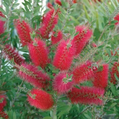 Callistemon 'Bottlebrush' -Yougarden Shop 680093 3