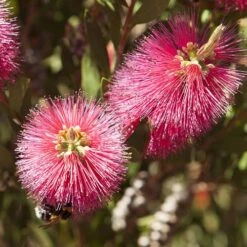 Callistemon 'Bottlebrush' -Yougarden Shop 680093 5