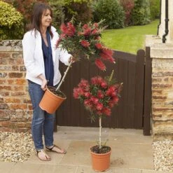 Callistemon 'Bottlebrush' -Yougarden Shop 680093 6