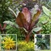 Architectural Banana Plant Collection 2 Architectural Banana Plant Collection -Yougarden Shop 680114