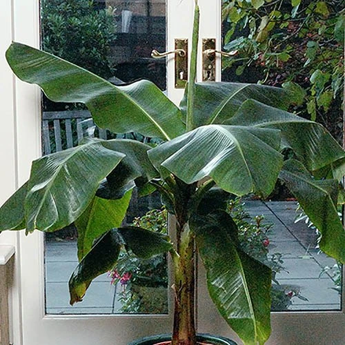 Architectural Banana Plant Collection 4 Architectural Banana Plant Collection - Image 2