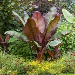 Architectural Banana Plant Collection 9 Architectural Banana Plant Collection -Yougarden Shop 680114 2