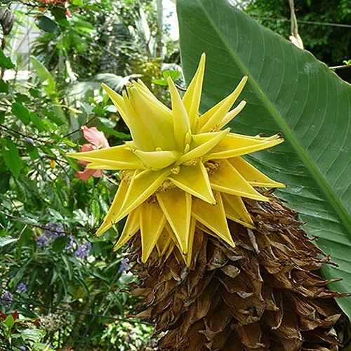 Architectural Banana Plant Collection 6 Architectural Banana Plant Collection - Image 4