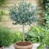 Eucalyptus Gunnii Standard -Yougarden Shop 680117