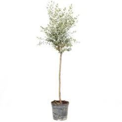 Eucalyptus Gunnii Standard -Yougarden Shop 680117 2