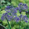 Agapanthus Africanus 'Blue' -Yougarden Shop 680130