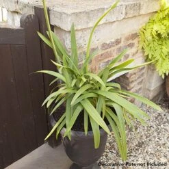 Agapanthus Africanus 'Blue' -Yougarden Shop 680130 2