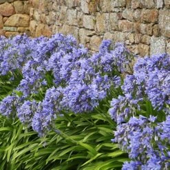 Agapanthus Africanus 'Blue' -Yougarden Shop 680130 3